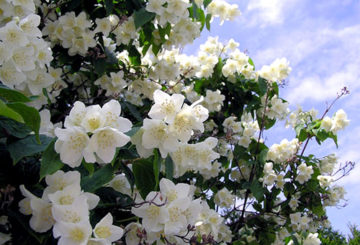 Jazmín de jardín floreciente