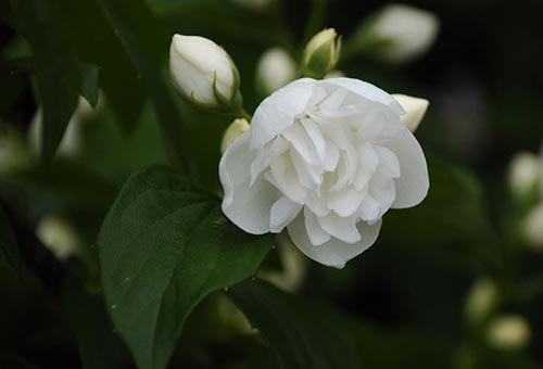 Jasmin blomma
