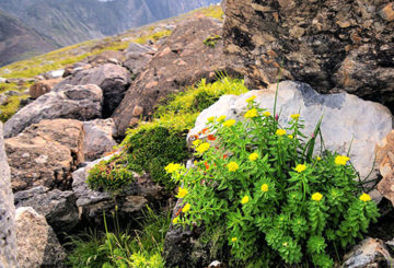 Raíz de oro en medio natural