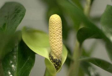 flor de zamioculcas