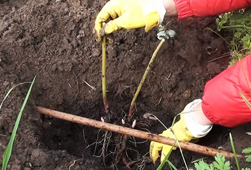 Een boompioen planten