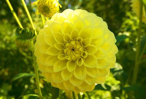 Dahlia DIPEST GEEL