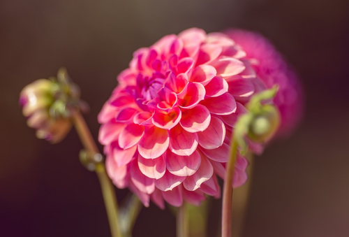 Pompom Dahlia's