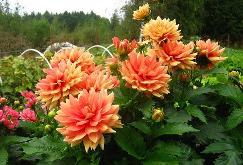 Dahlia Sylvia