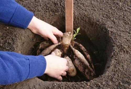 Plantera dahlior i öppen mark