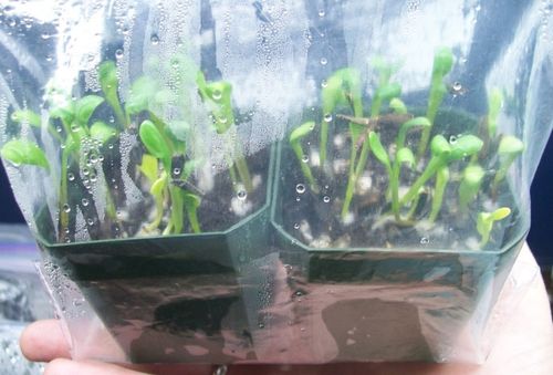 reproduction of dahlia seeds
