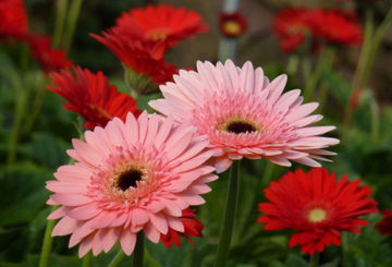 Roze en rode gerbera's