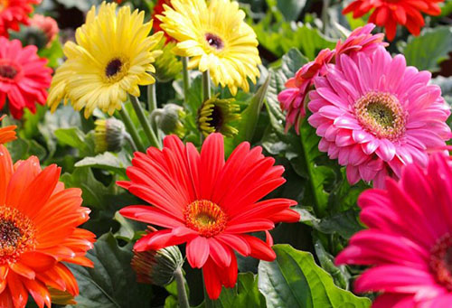 Bloeiende gerbera's