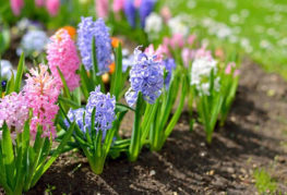 Blooming hyacinths in the open field