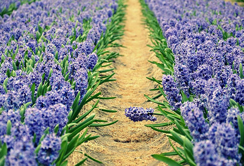 Hyacinth beds