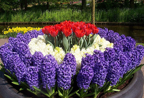 Flowerbed with hyacinths and tulips