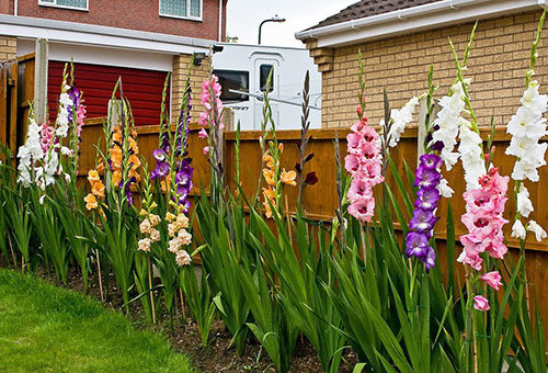 Kvitnúce gladioly pozdĺž plotu