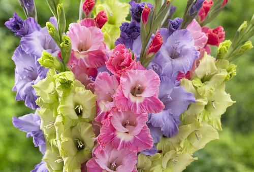 bright bouquet of Gladioli