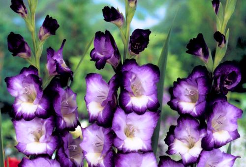 Lilac gladiolus flowers