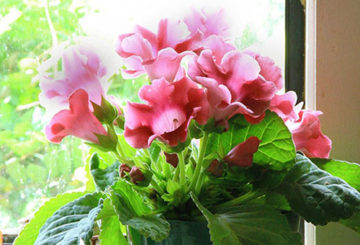 Gloxinia en el alféizar de la ventana