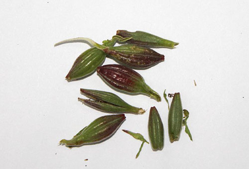 Godetia seed pods