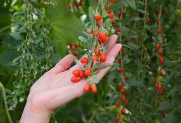 Bayas de Goji en una rama