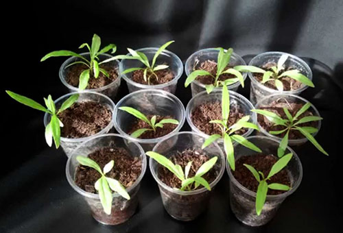 Dereza seedlings