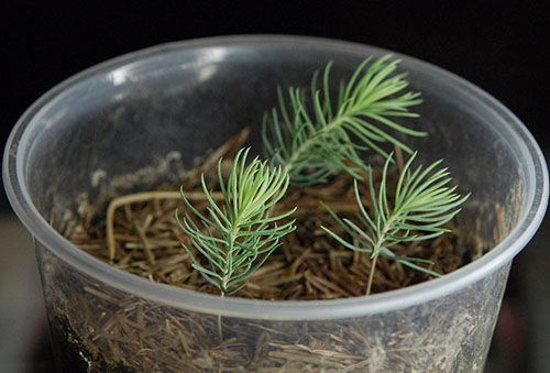 Sprouts of blue spruce