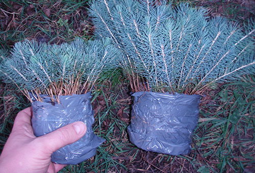 Seedlings of blue spruce