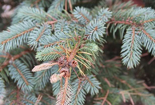 Damaged branch of blue spruce