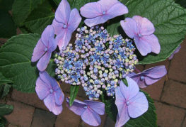 Cụm hoa cẩm tú cầu răng cưa Bluebird