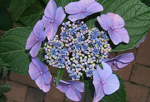 Inflorescencia de hortensias dentadas Bluebird