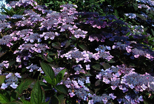 Arbusto de hortensia dentado