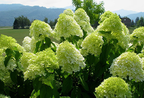 Limelight de hortensias