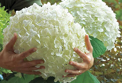 Hortensia Incredibol