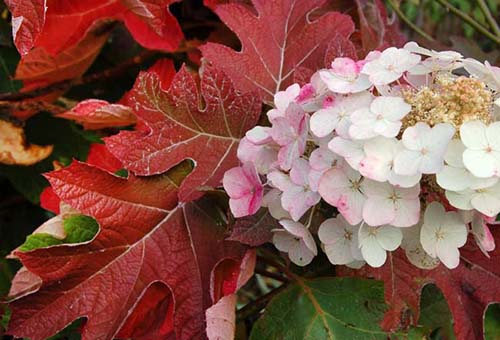 Eikenbladige hortensia