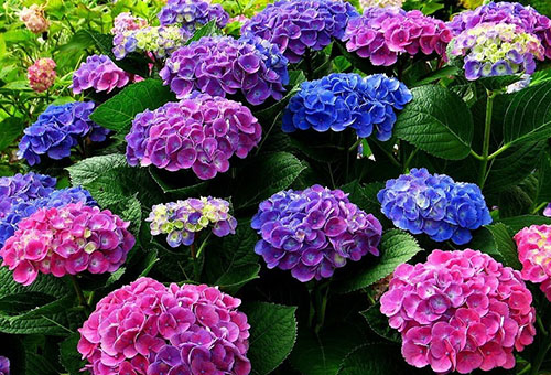 Bloeiende hortensia