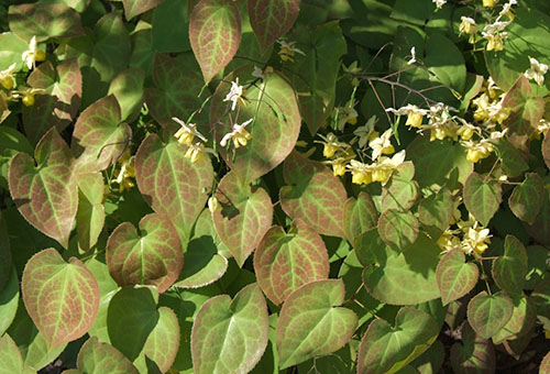 Epimedium