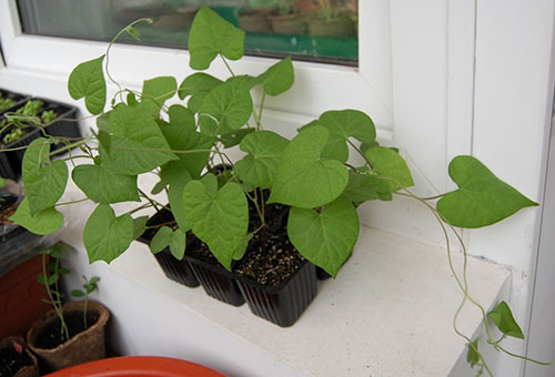 Ipomoea zaailingen