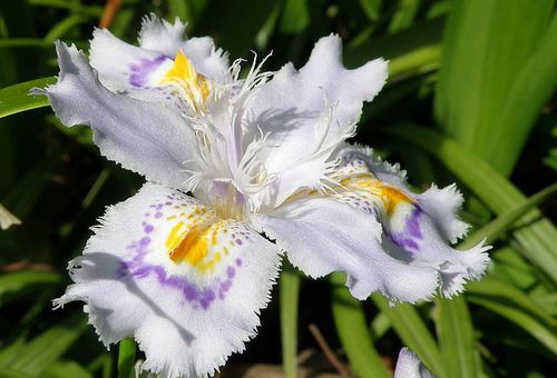 Iris japanese xiphoid