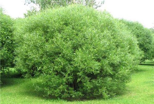 ornamental willow bush