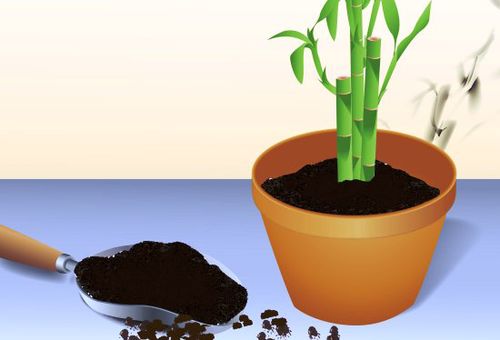 planting bamboo in soil