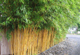 Bambu planterad vid väggen