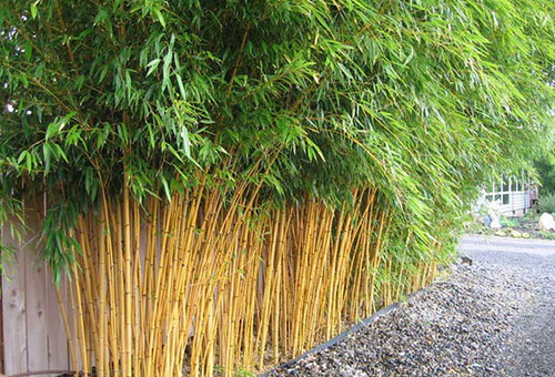 Бамбук, засаден до стената