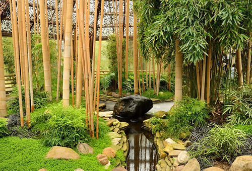 Hög bambu i trädgården
