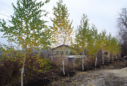 Young birches around the perimeter of the site