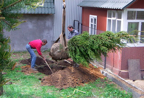 Spruce planting on the site