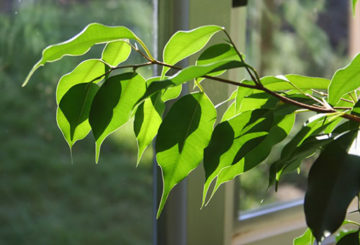 Ficus Benjamin verlaat