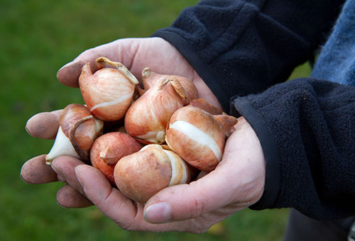 Tulpenbollen in handen