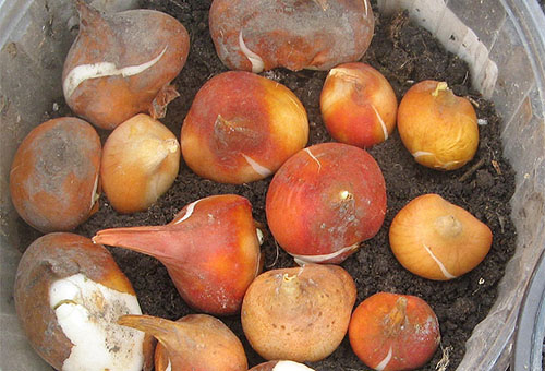 Tulpenbollen op een laag aarde