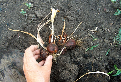 Tulpenbollen opgegraven