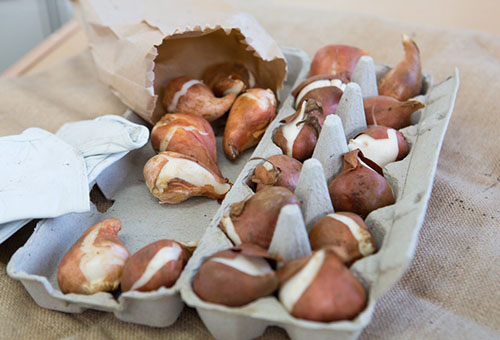 Tulpenbollen bewaren in een eierrek