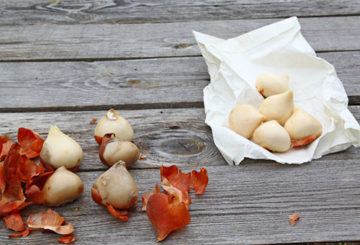 geschilde tulpenbollen