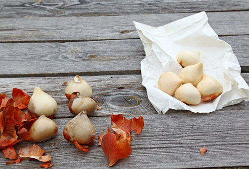 geschilde tulpenbollen