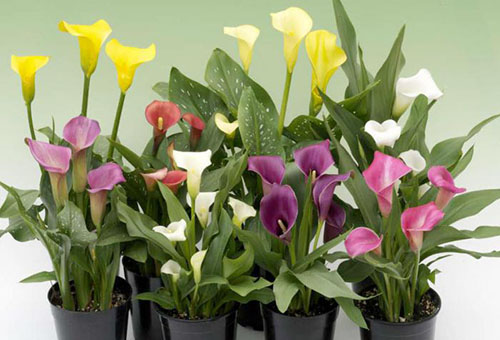 Calla lelies in potten